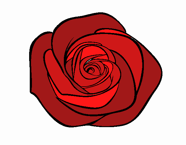 rosa