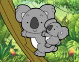 Madre koala