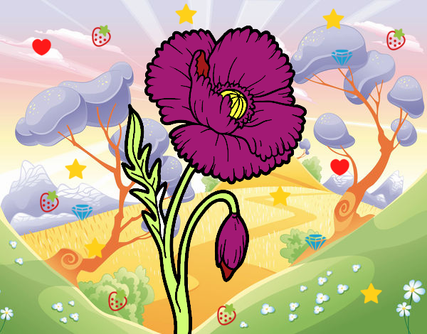 flor amapola