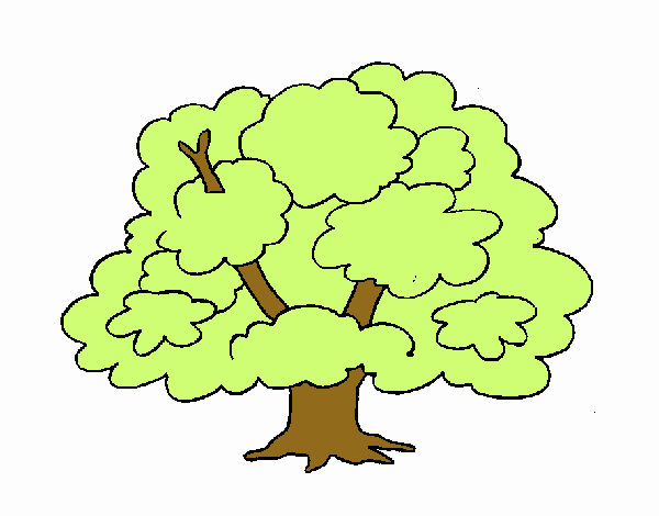 Árbol