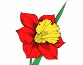 Flor de narciso