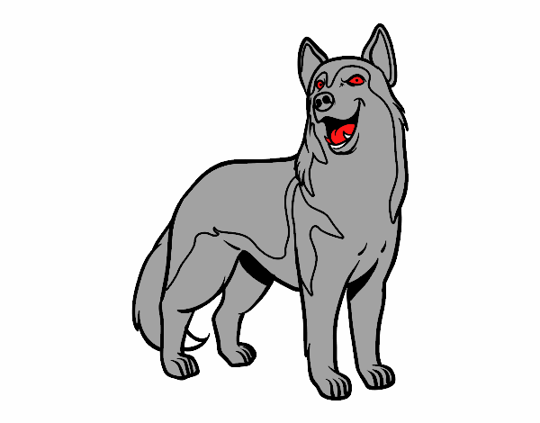 Perro lobo