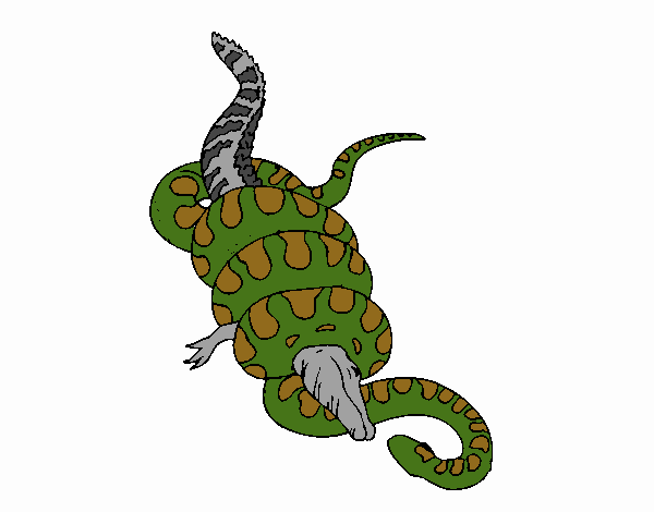 Anaconda y caimán