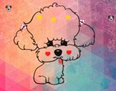 Cachorro de poodle