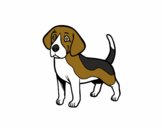 Perro Beagle