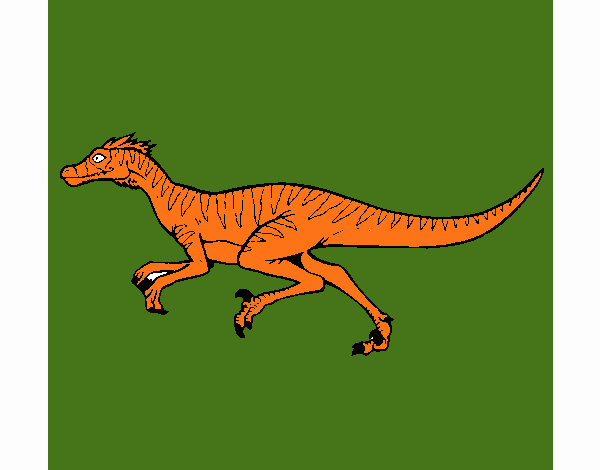 Velociraptor