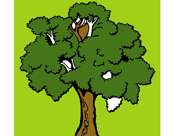 Árbol 1