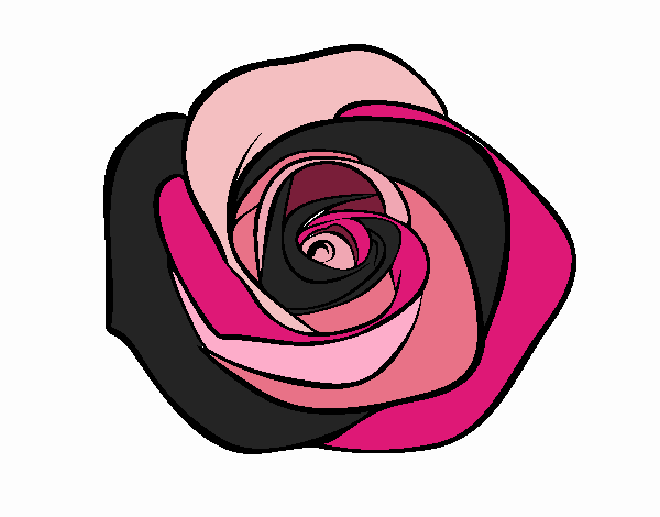 Flor de rosa