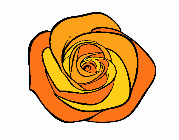 Flor de rosa