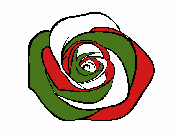 Flor de rosa