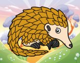 Pangolin