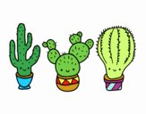 3 mini cactus