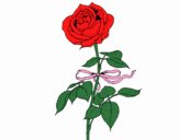 Una rosa