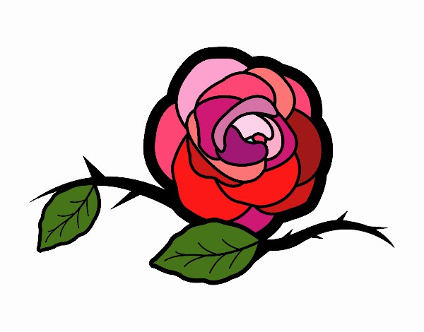 Una preciosa rosa