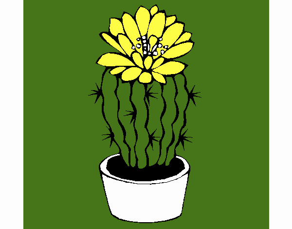 Cactus con flor