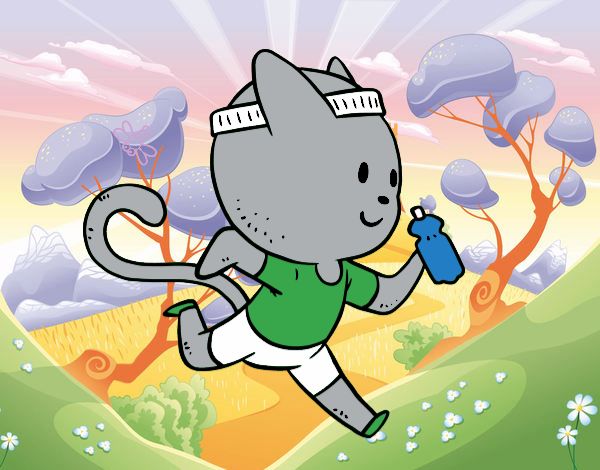 Gato runner