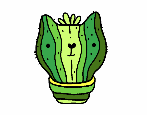 Cactus gato