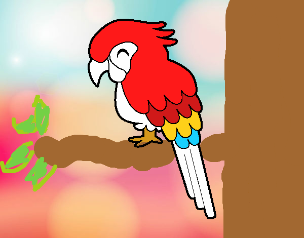 Guacamayo