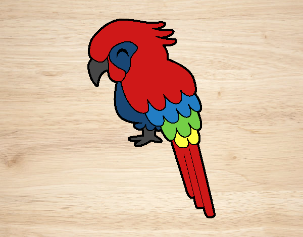 Guacamayo