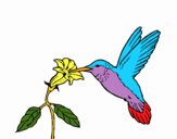 Colibrí y una flor