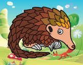 Pangolin