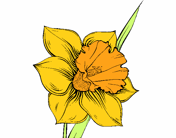 Flor de narciso