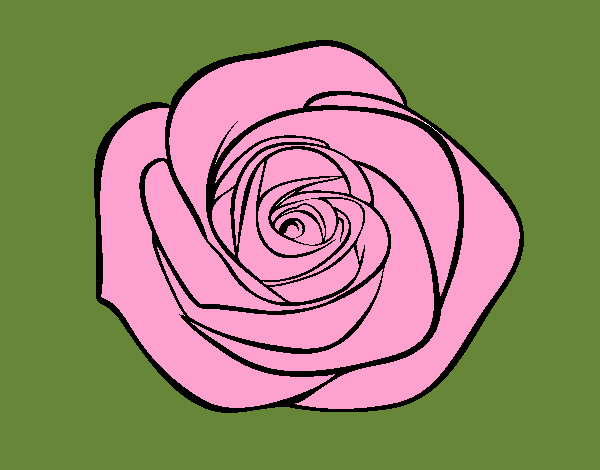 Flor de rosa