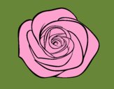 Flor de rosa