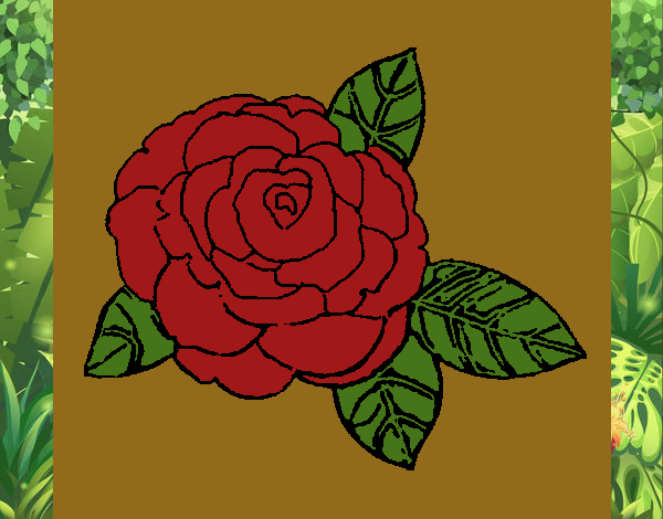 Rosa 2