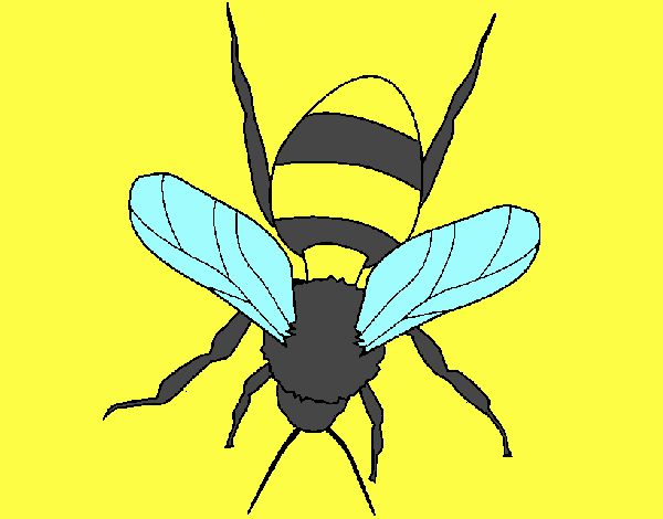 Abeja 1