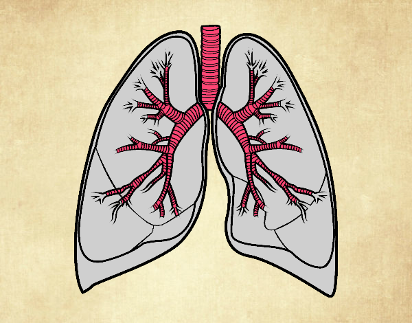 Pulmones y bronquios