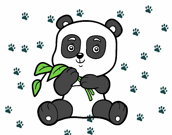 Un oso panda