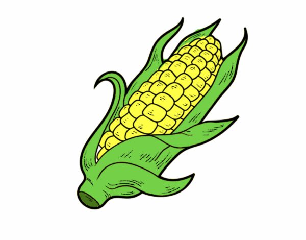 Dibujo de Una mazorca de maíz pintado por en  el día 09-08-18 a  las 10:31:34. Imprime, pinta o colorea tus propios dibujos!