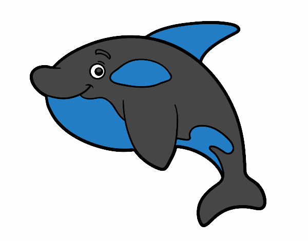 Orca joven