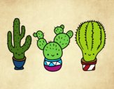 3 mini cactus