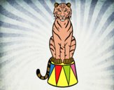 Tigre de circo