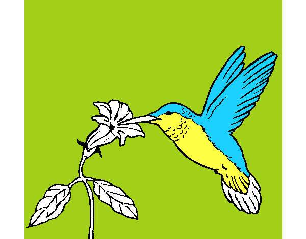 Colibrí y una flor