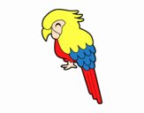 Guacamayo