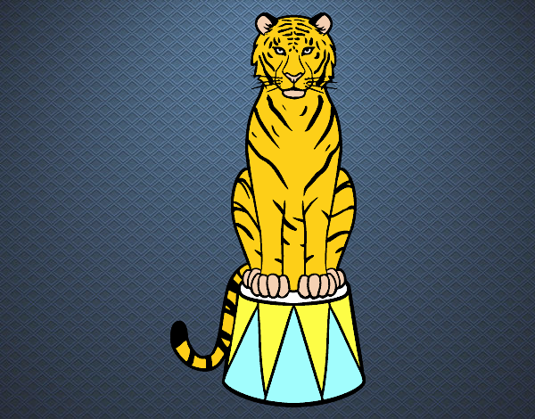 Tigre de circo