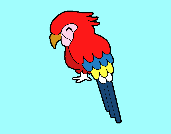 Guacamayo