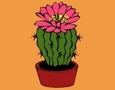 Cactus con flor