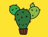 Cactus nopal