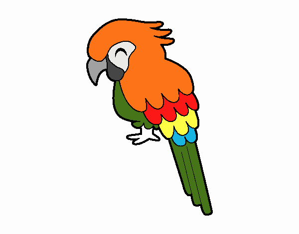 Guacamayo