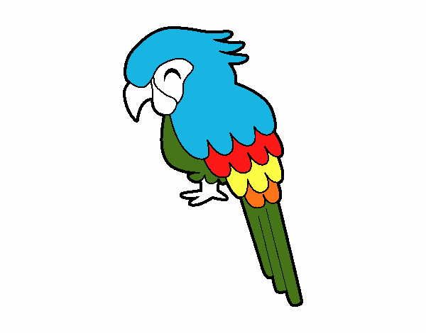 Guacamayo