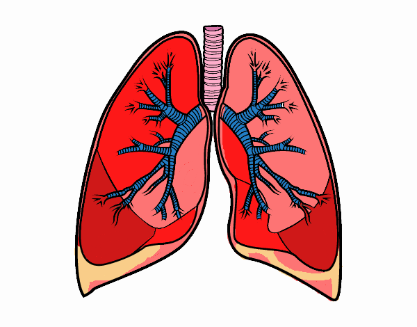 Pulmones y bronquios