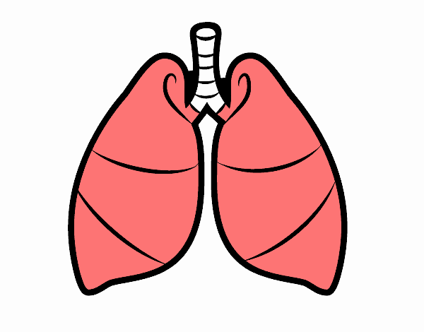 Pulmones