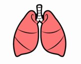 Pulmones