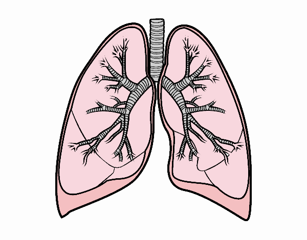 Pulmones y bronquios