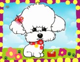 Cachorro de poodle