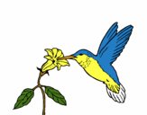 Colibrí y una flor